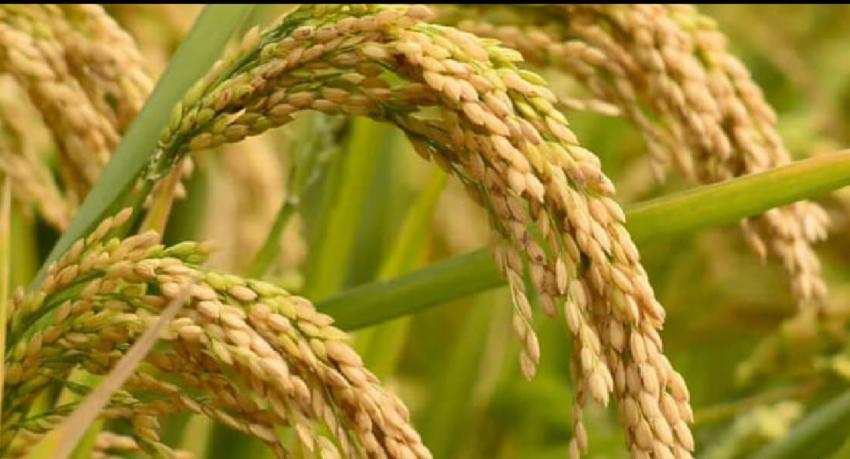 பெரும்போக நெல் கொள்வனவிற்கான நிர்ணய விலை அறிவிப்பு